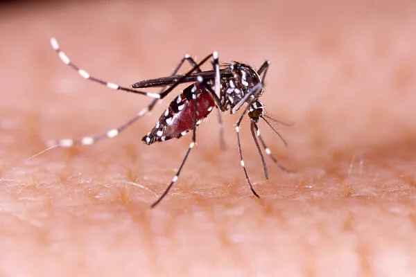 De quantos dias é o atestado para dengue? Entenda quando a doença pode levar a afastamento do trabalho - Foto Reprodução